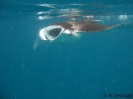 Manta